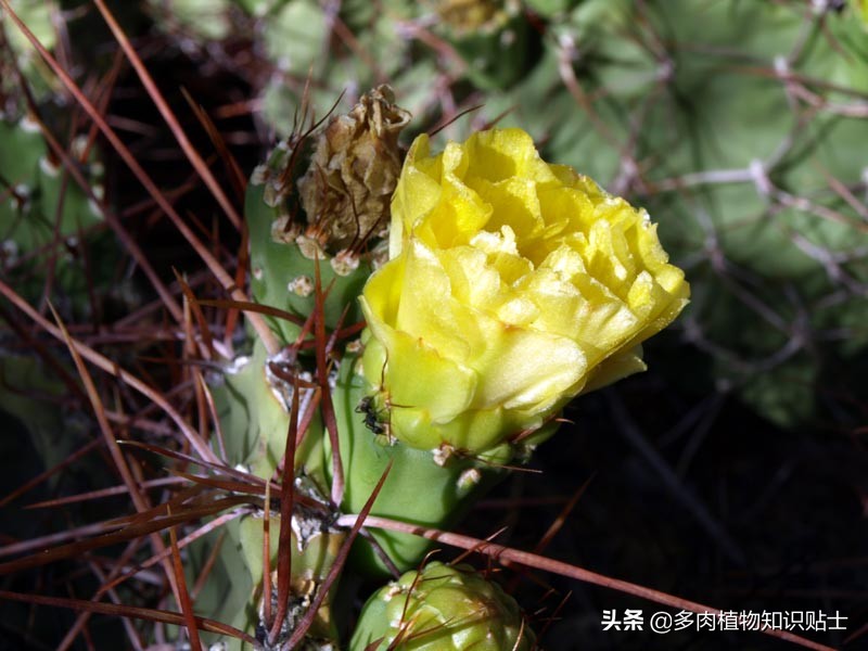 仙人掌新芽长歪了怎么办,仙人掌越长越歪怎么回事