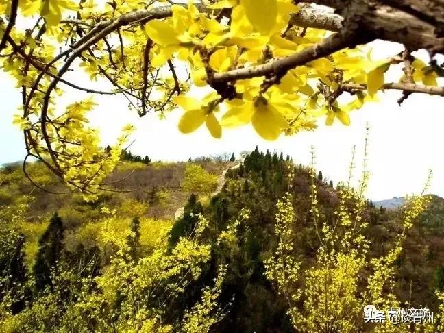 青州市区景区地图,青州全域旅游