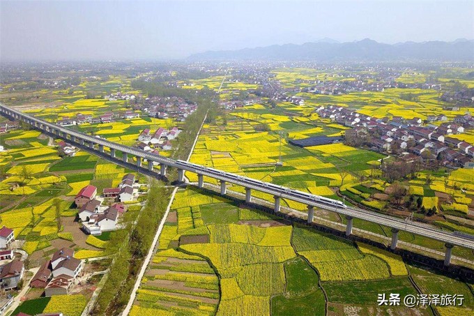 中国最美油菜花海汉中,中国最美油菜花海排名