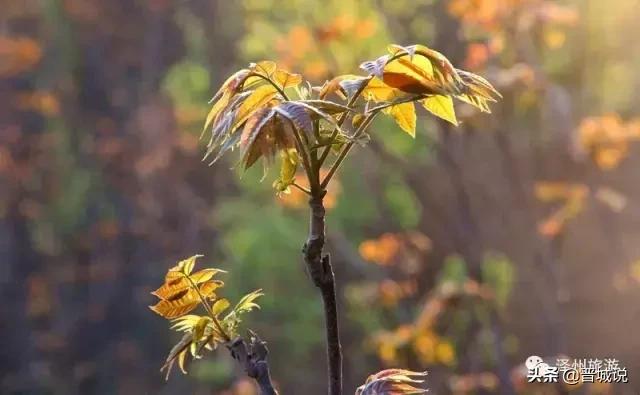 “椿暖花开”来晋城泽州这个村子让你“香椿自由”！