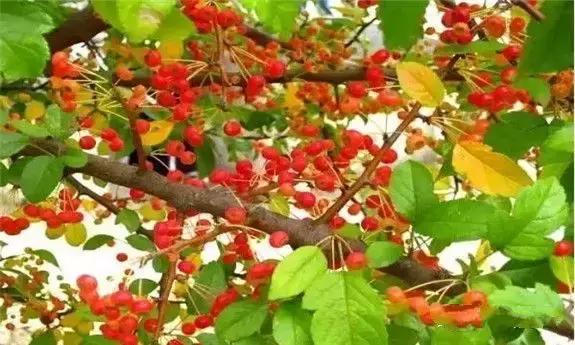 东北版满汉全席,原汁原味的满汉全席