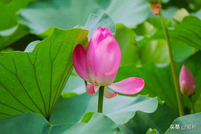 莲子埋入土里多久还可以发芽,莲子埋在泥里会发芽吗