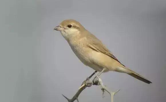 伯劳鸟饲养,没睁眼的伯劳怎样饲养