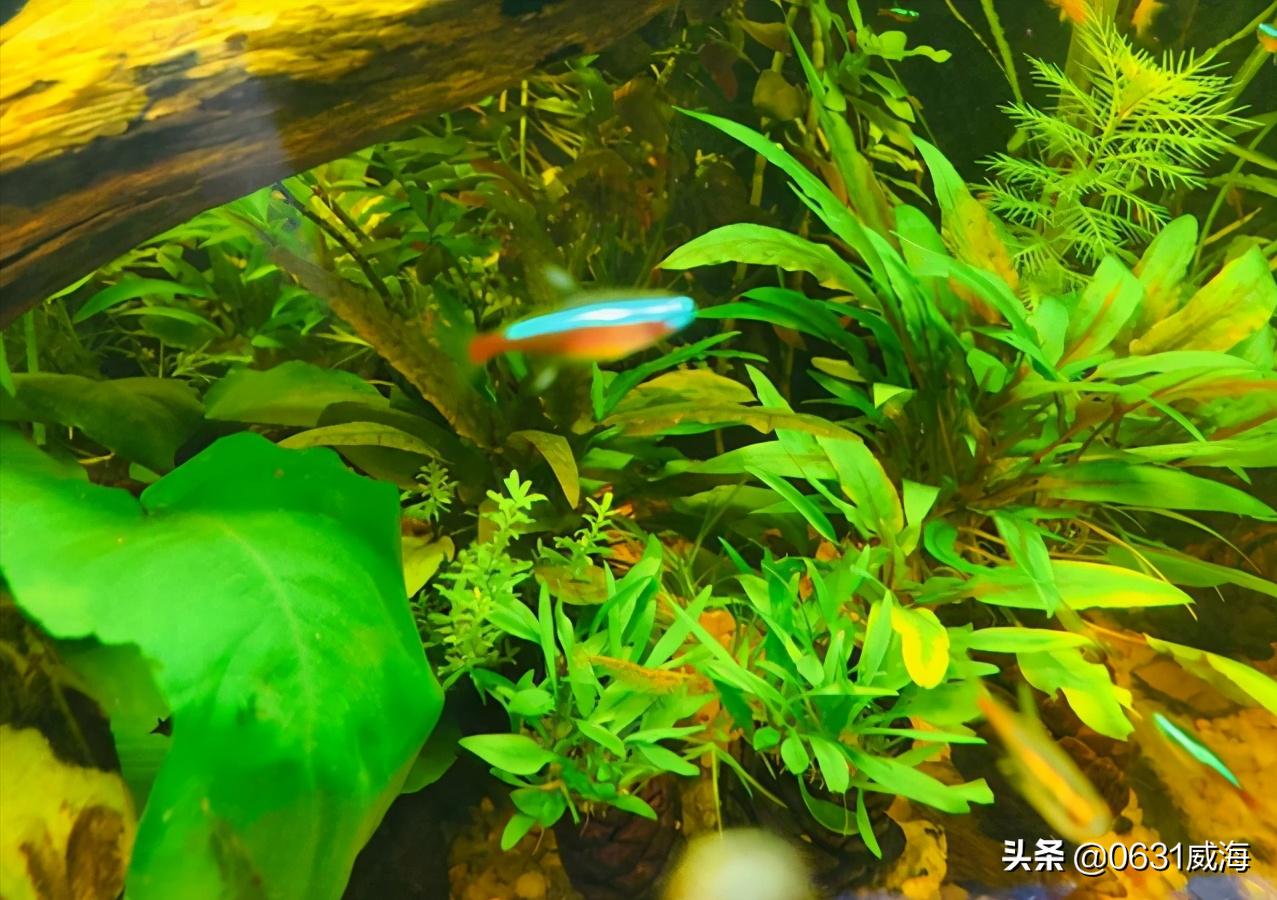 鱼缸中氧气的作用,鱼缸里的氧气怎么正确使用