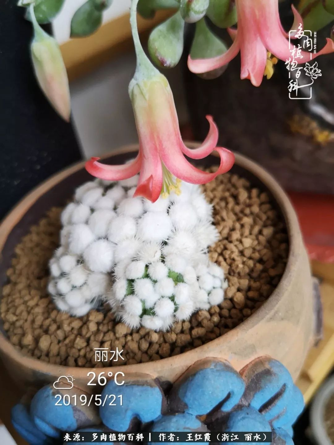 仙人球露养条件,仙人球春天露养条件