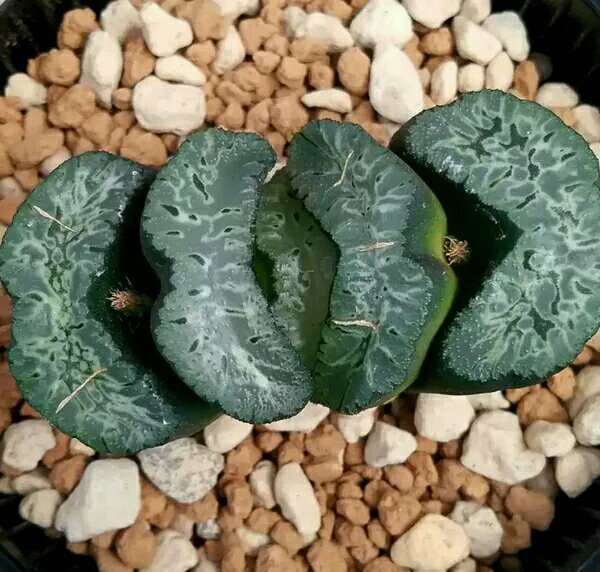 玉扇怎么判断品相,什么玉扇品种最好