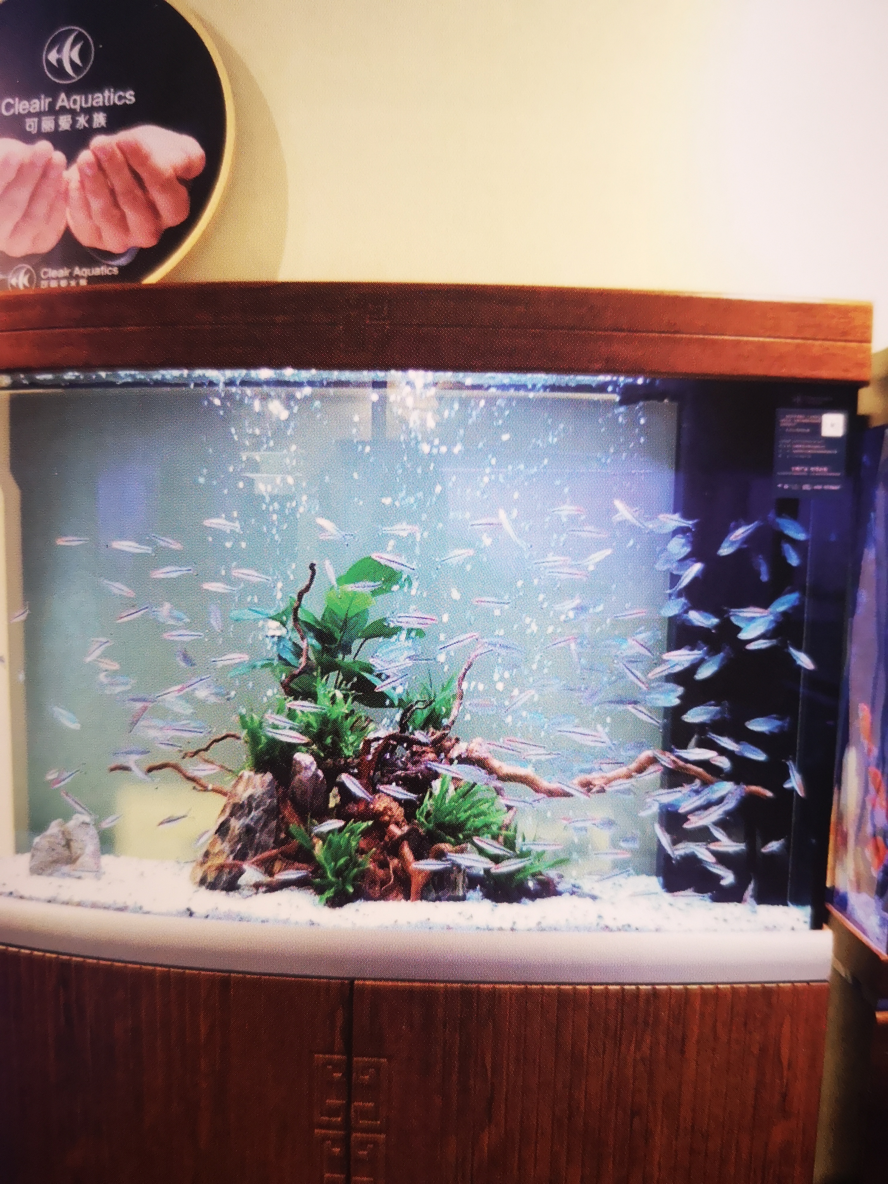 网上购买观赏鱼的注意事项,观赏鱼怎么买最省钱的方法