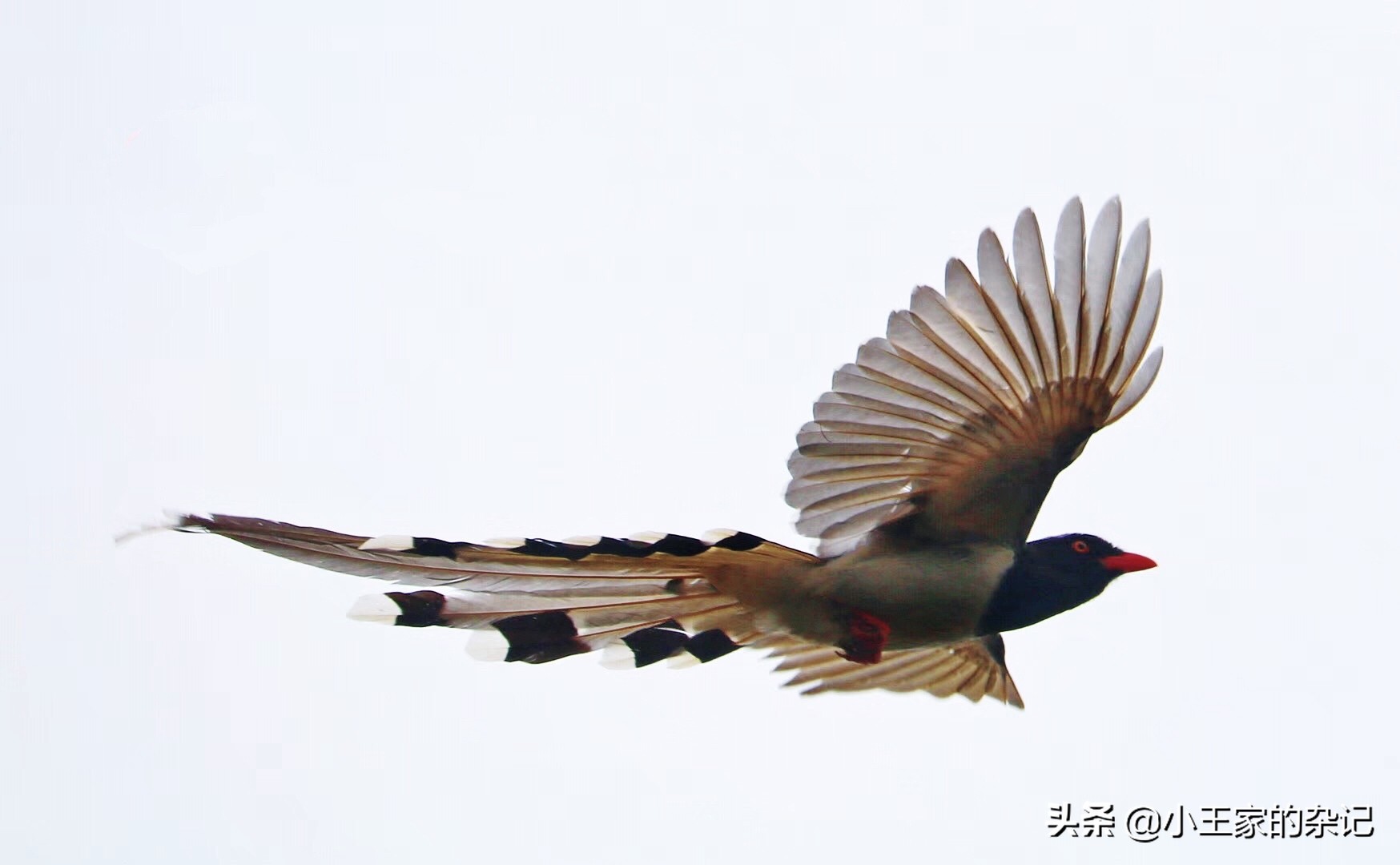 国际爱鸟日天桥岭,国际爱鸟日
