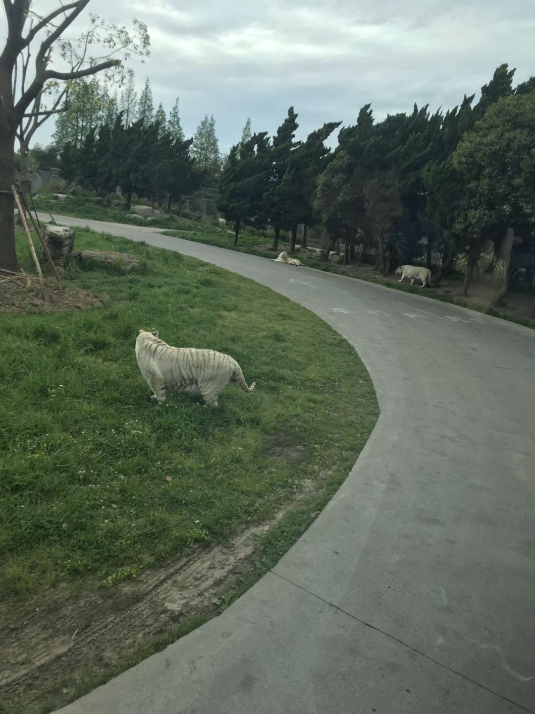 上海野生动物园太阳广场节目安排,上海野生动物园建议游玩时间