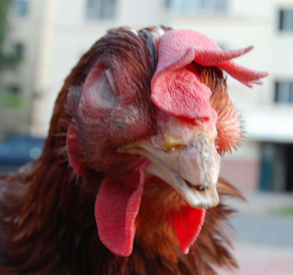 鸡肿头肿脸流鼻涕是什么病,鸡子眼肿了用什么药治