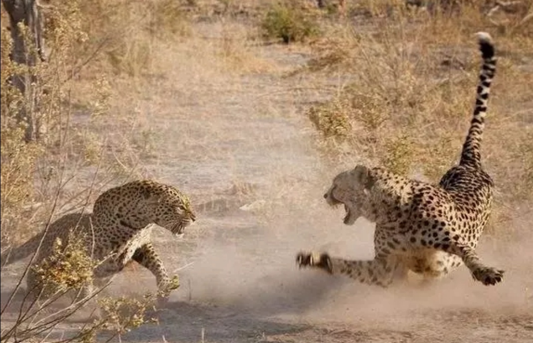 花豹捕食猎豹全过程,猎豹牛羚捕杀技巧
