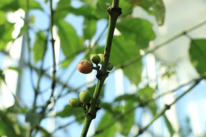 查理和巧克力工厂亲子体验,查理和巧克力工厂有实景吗