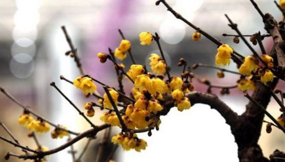 鄢陵花博园周边游,鄢陵花木博览园有什么好玩的吗