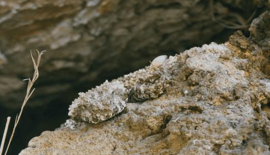 海象跌落山崖图片,海象坠崖北极熊吃海象