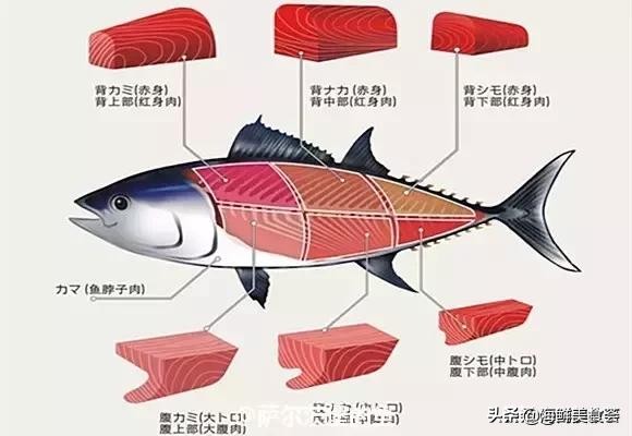 32种经典寿司做法视频,寿司常用的鱼