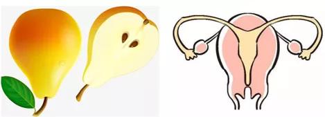 关于子宫的知识大全,关于子宫卵巢的知识