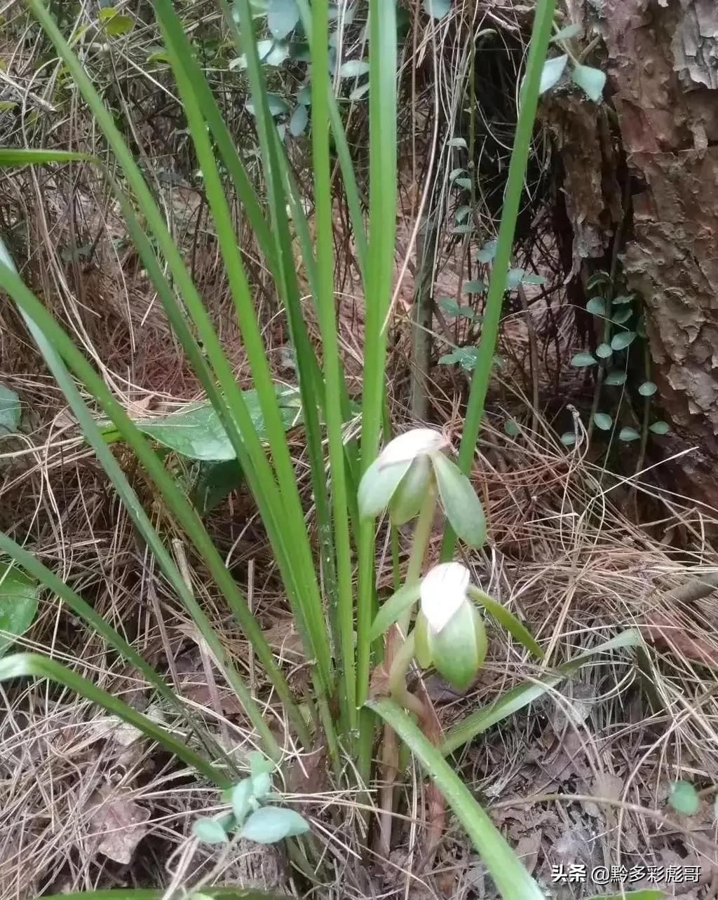 兰花品种鉴定方法,兰花的品种和鉴定方法