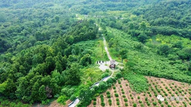江北这条大道，被美到了！