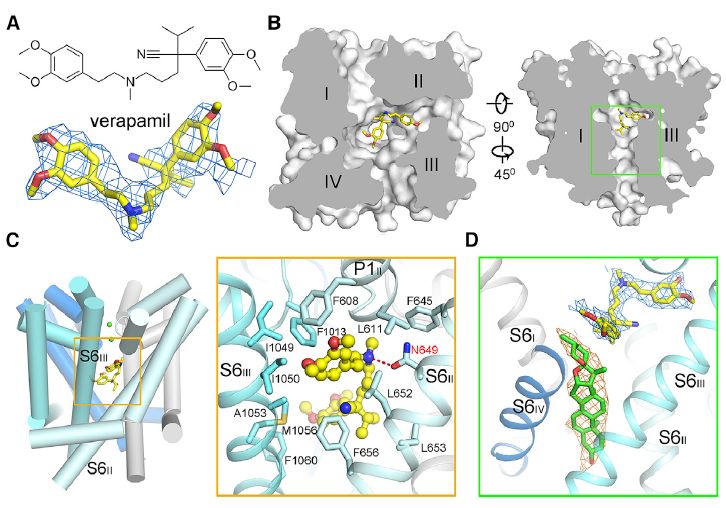 冷冻电镜最新研究,冷冻电镜研究成果涌现