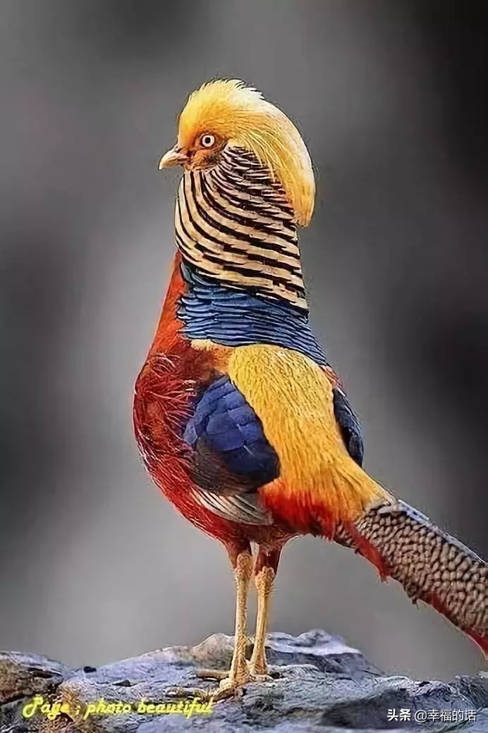 鸟类选美赛,最新鸟类选美大赛