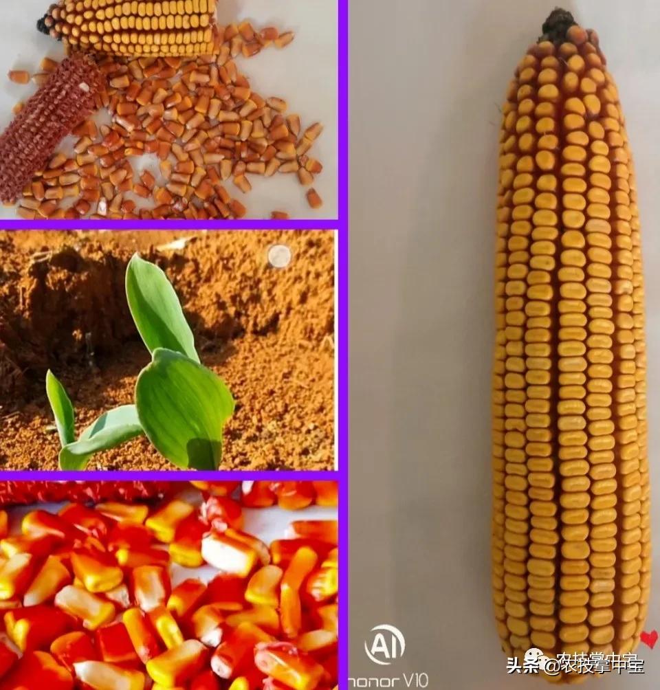 玉米大粒好还是小粒好,选玉米种子的标准是什么
