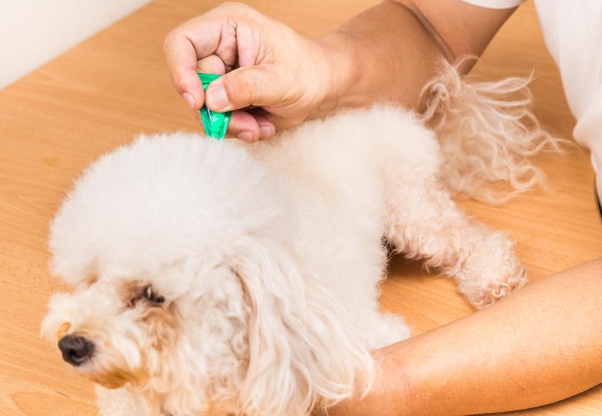 狗狗身上的寄生虫怎么去除狗狗体内外驱虫都要做吗