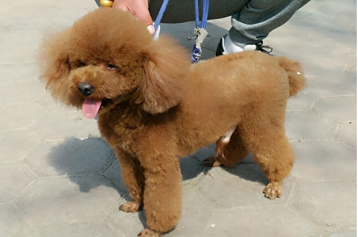 可能买到假狗吗,怎么区别泰迪狗纯不纯