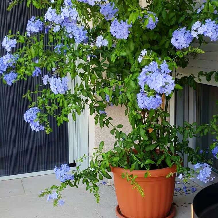 养花，最烦“长虫子”，治不如防，1个小方法，小虫子不敢来！