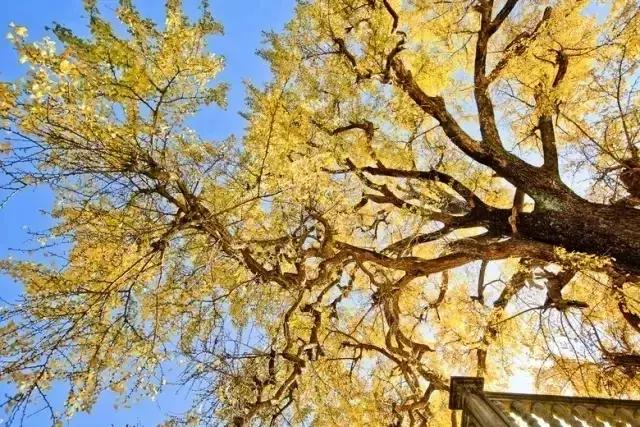 最美银杏秋景自驾攻略,杭州银杏树旅游攻略