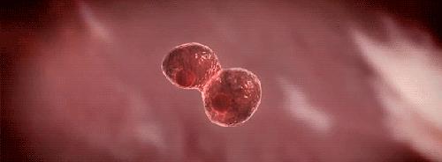 日本干细胞治疗脑出血偏瘫,日本27岁明星突发脑出血