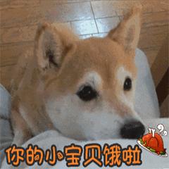 被狗咬十日观察法,被猫狗咬了十日观察法