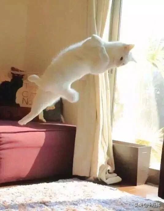 舞痴猫咪：每一个不曾起舞的日子，都是对生命的辜负！