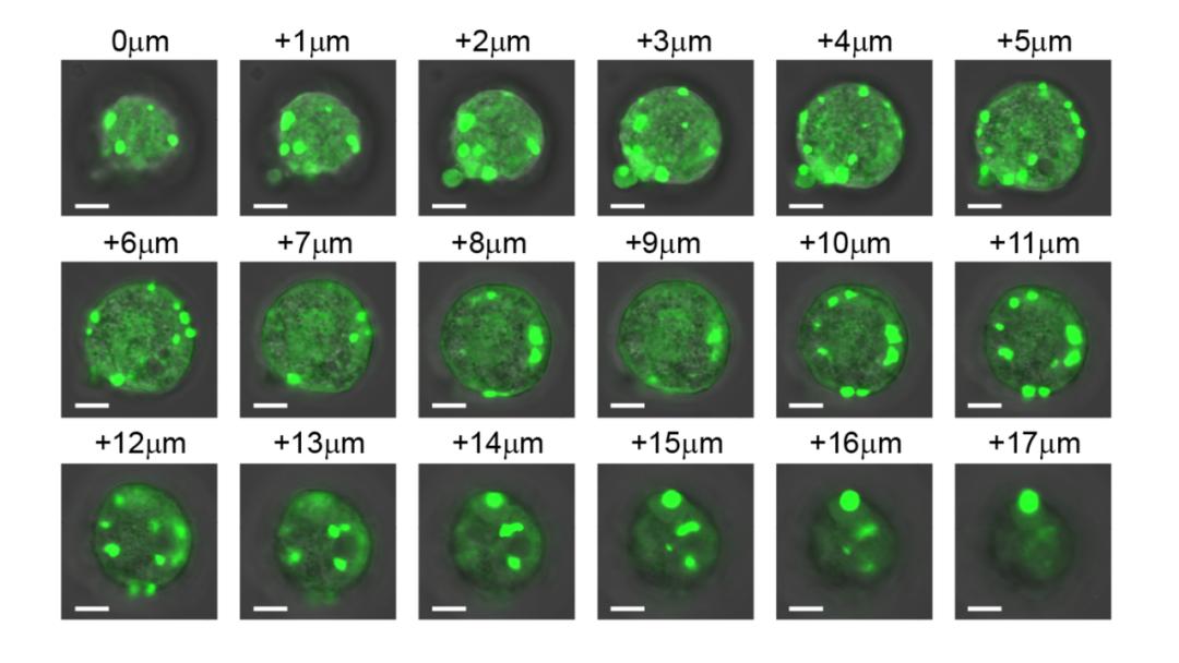 精子游动的条件,精子游动轨迹