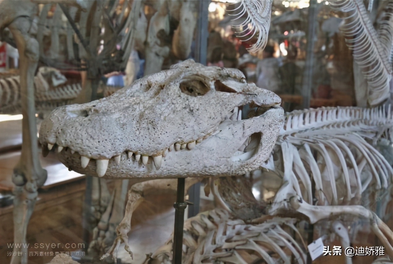 关于鳄鱼的科普知识,关于鳄鱼的科普知识点