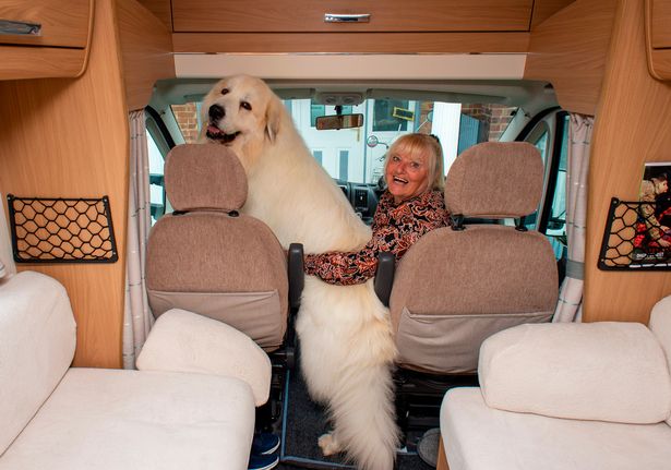 英国首相金毛哗众取宠,英国大金毛