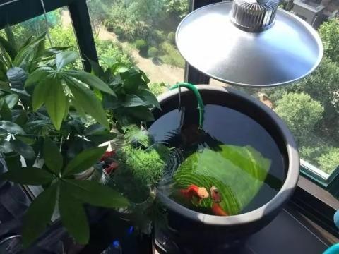 为什么鱼缸里的水起泡沫,为何鱼缸边有泡沫散不去