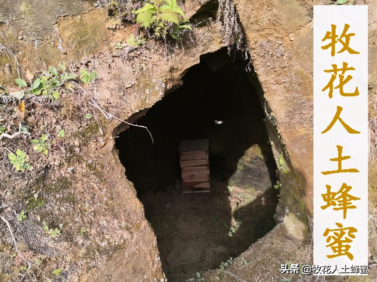 土蜂蜜的价格农家,皇名土蜂蜜价格是多少钱一瓶