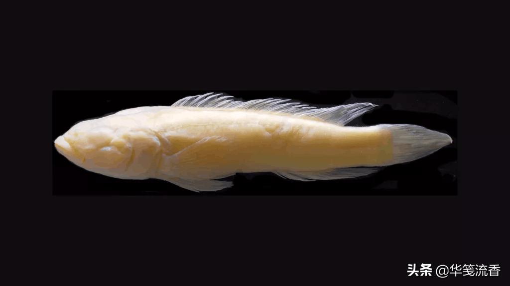 刚果河入海口急流,刚果河最凶猛的河段