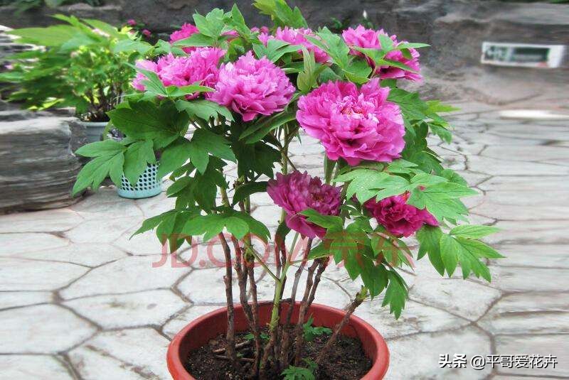 紫斑牡丹萎蔫如何管理,牡丹叶面发黄是什么原因