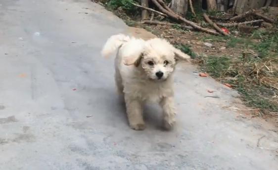 捡到一只小奶狗是什么样的品种,刚在小区里捡了一只狗是什么品种