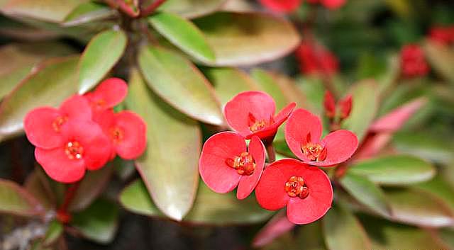 养虎刺梅吉利么,养虎刺梅怎样能开花