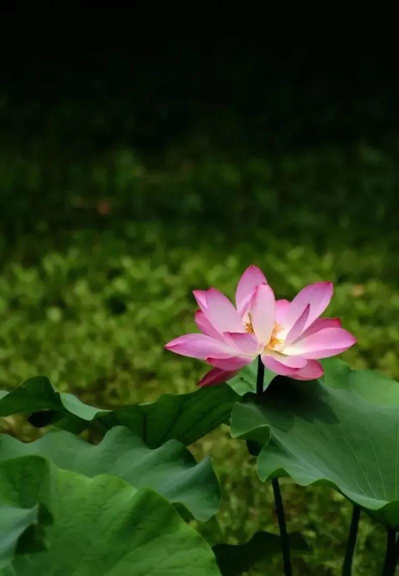 夏季最美荷花在哪里,山东最漂亮的荷花