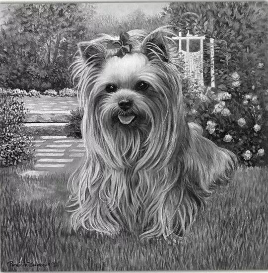 素描动物最全的收集,精微素描动物临摹高清大图