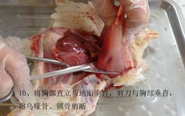 家禽常见疾病及检测方法书籍,家禽养殖疾病诊断