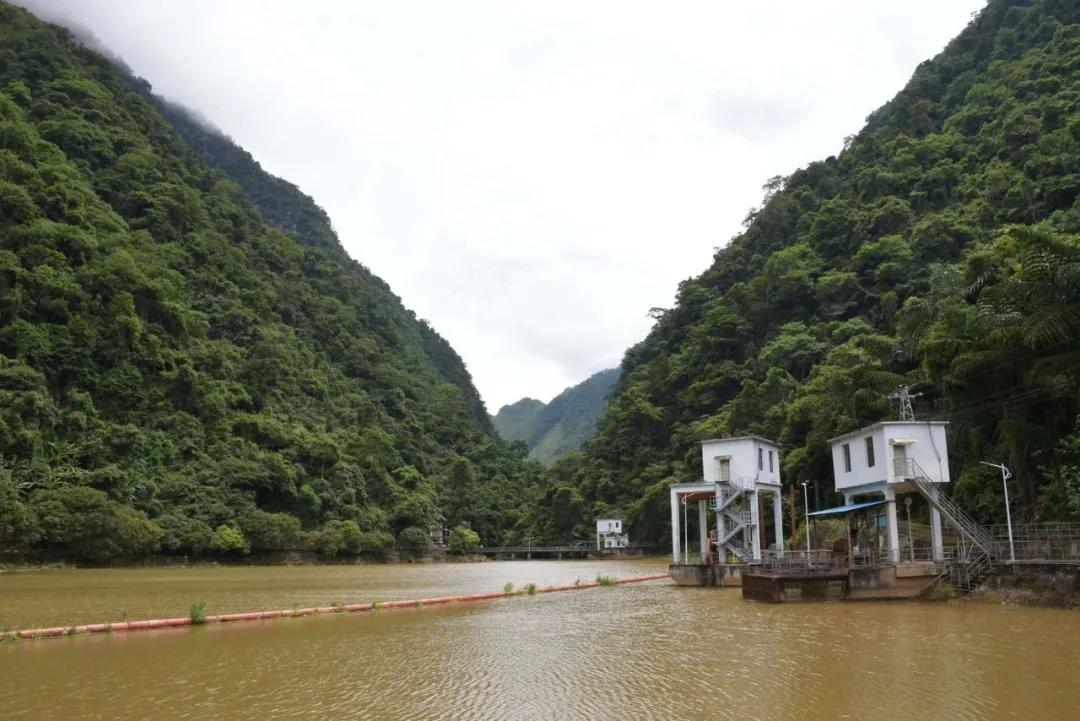 cop15的保护动物有哪些,cop15网红绿植