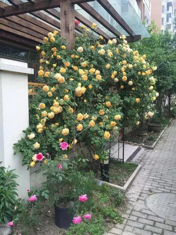 买假花月季,网上买的月季怎么处理