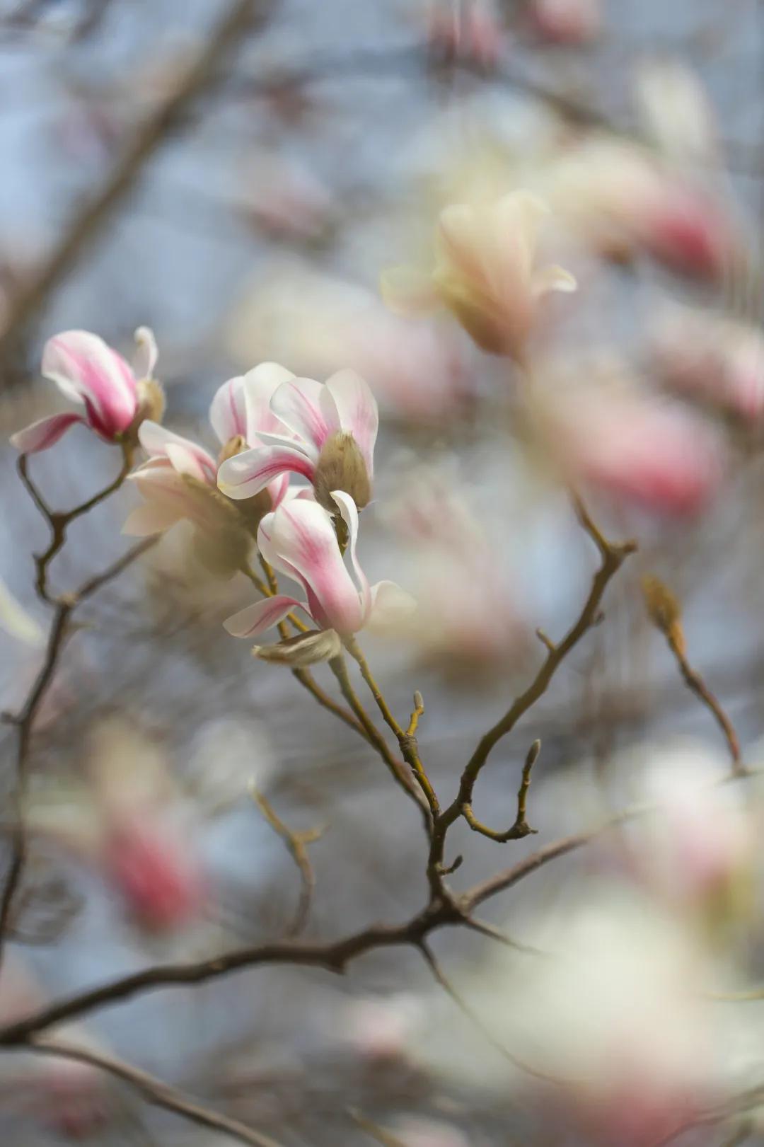 滨海生态城花海,塘沽区滨海花海