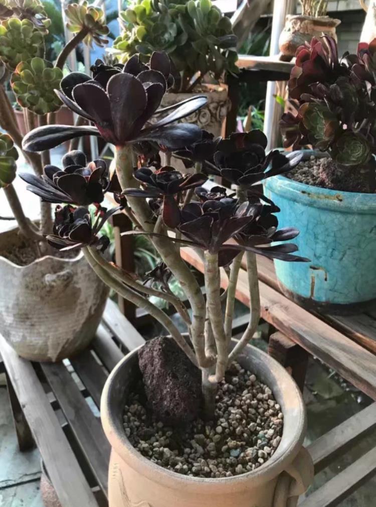 多肉植物法师黑腐了怎么“救”？这2招了解一下吧