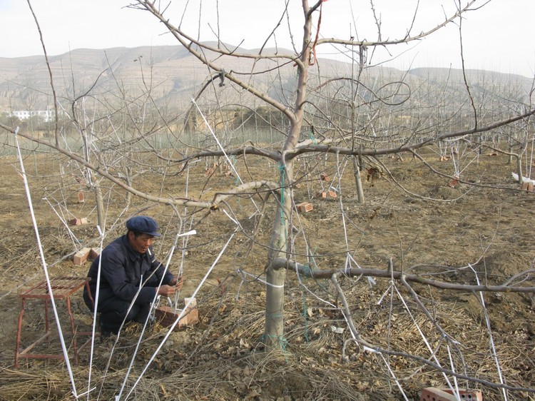 果树幼树冬修剪,修剪果树的方法和时间