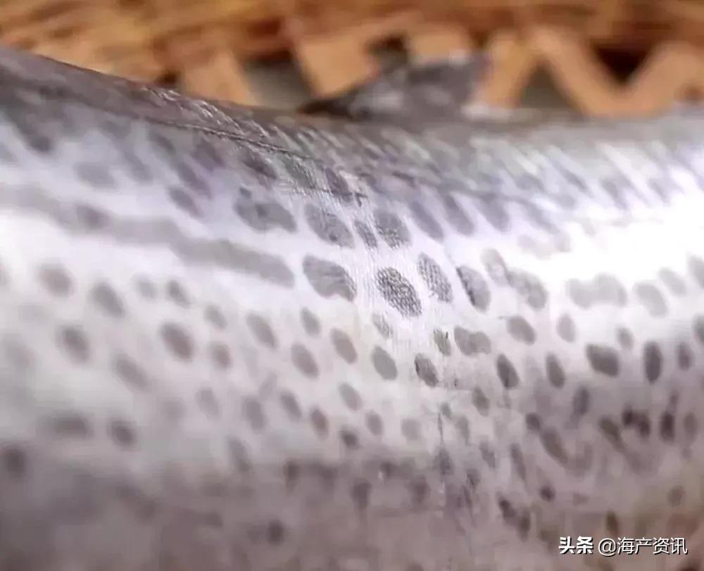 海鲜市场这4种鱼人工无法养殖,海鲜市场适合养什么鱼